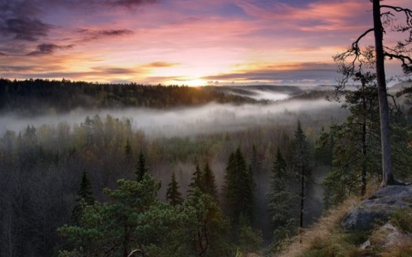 Mist over Finnish forest